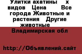 Улитки ахатины  2-х видов › Цена ­ 0 - Все города Животные и растения » Другие животные   . Владимирская обл.